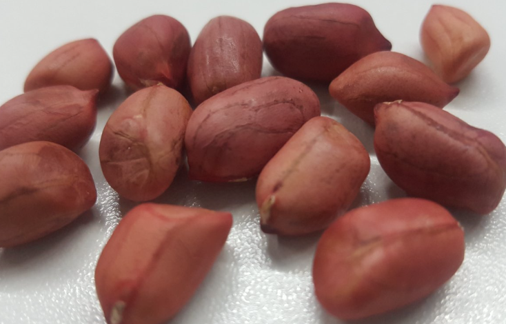 国际花生产业与科技创新大会暨2025年国际花生年会在河北大名成功召开