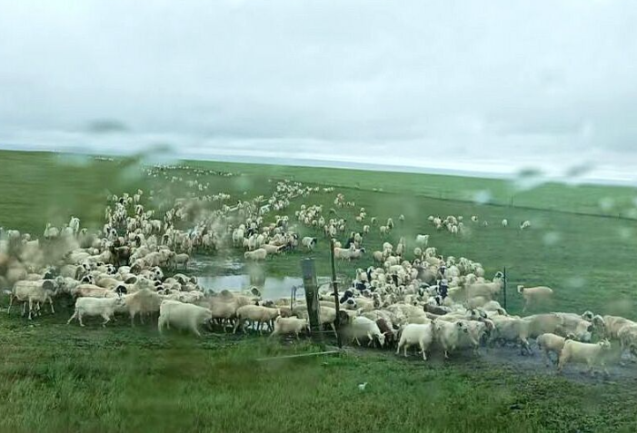 食品機(jī)械賦能羊產(chǎn)業(yè)升級(jí)，筑牢全鏈發(fā)展根基